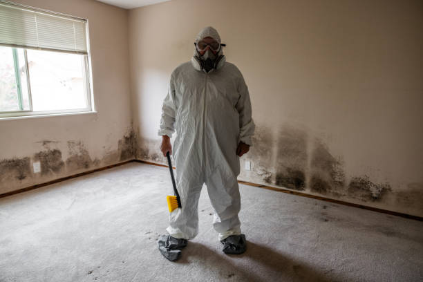 Trusted Bloomville, OH Mold Removal Experts